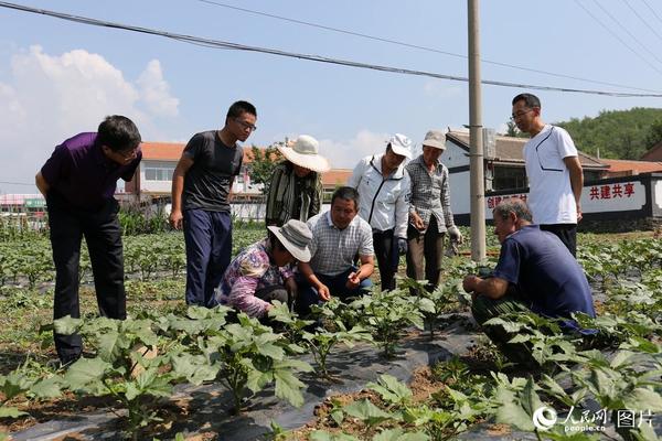 7月11日上午，滦平县职业技术教育中心聘请的蔬菜专家，来于营村指导村民如何对秋葵进行科学管护。（李建军 摄）